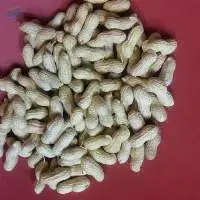 Peanut Inshell