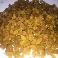 Golden Raisin (Sangali Origin)