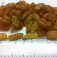 Golden / Yellow Raisin (Nashik Origin)