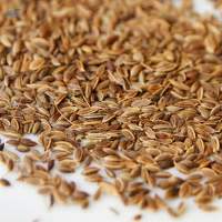 Dill Seeds