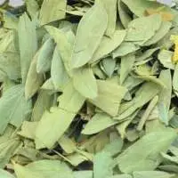 Seena Leaves