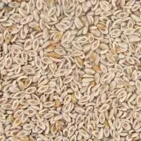 Psyllium Seed