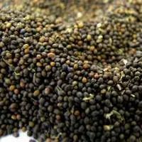 Basil Seeds (Tukmaria Bold)