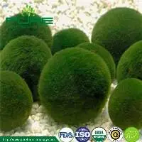 Broken cell-wall Organic Chlorella Powder