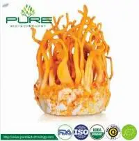 Organic Cordyceps Militaris Powder