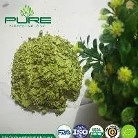 Beverage Grade Matcha Green Tea Powder