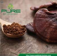 Organic Reishi Powder With Good Quality