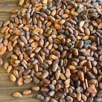 Cocoa beans