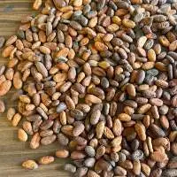 Cocoa beans
