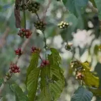 Coffee beans