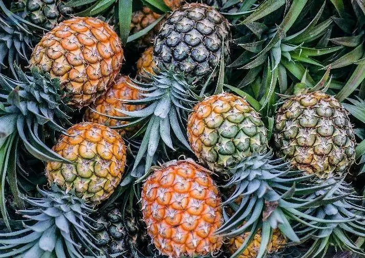 Pineapple