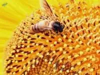 Multiflora Himalayan Honey
