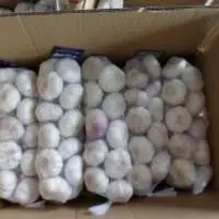 Normal White Garlic