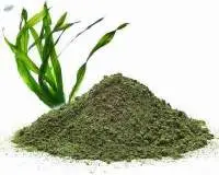 Seaweed Powder