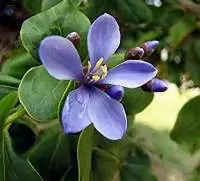 Lignum Vitae
