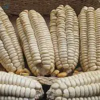 Giant Peruvian Corn