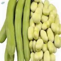 Broad Beans