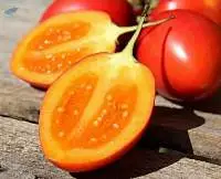 Tree Tomatoes