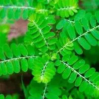 Stone Breaker Herb