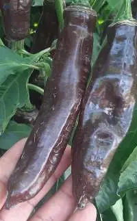 Paprika