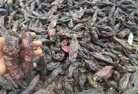Red Hot Pepper