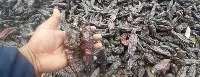Dried Red Hot Pepper