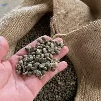 Speciality Green Coffee