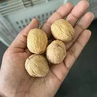 New Crop 2023 Walnuts From Chile