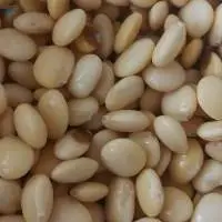 Lupini Beans