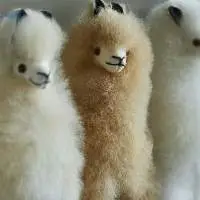 Alpaca Toys