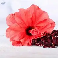 Hibiscus Petals_ 