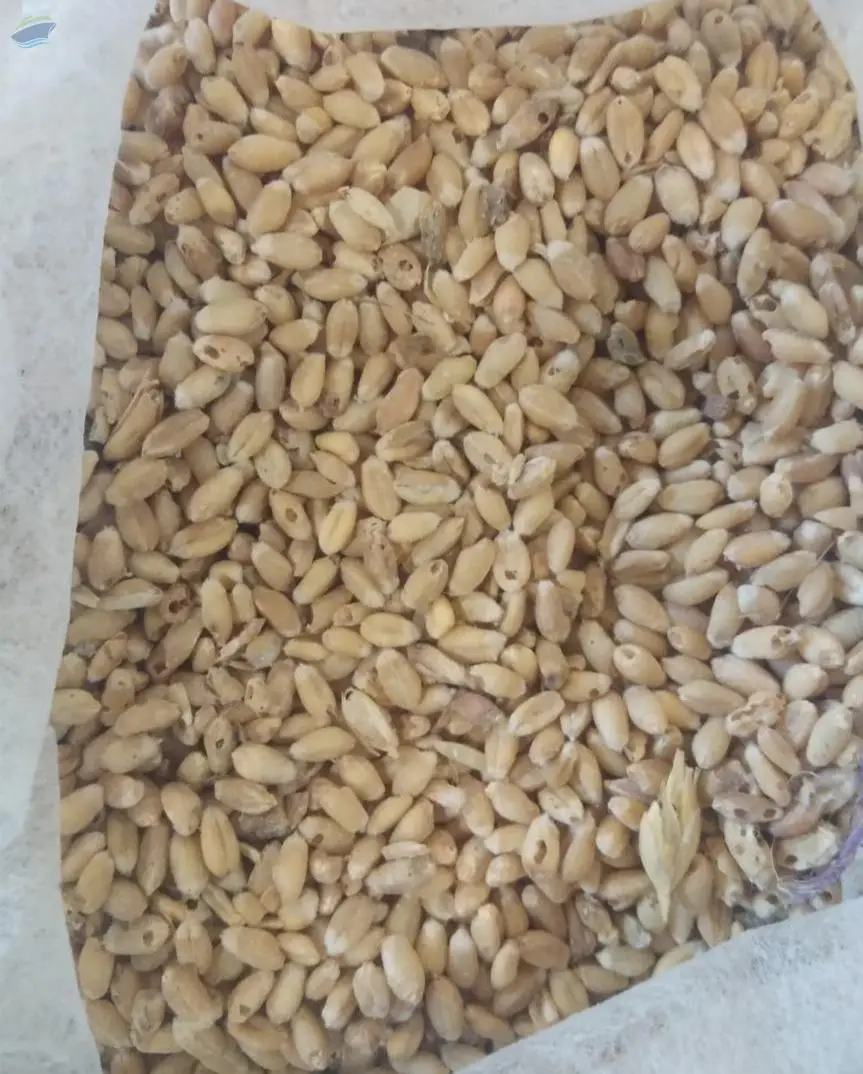Wheat