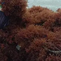 Seaweeds