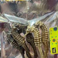 Seahorse