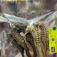 Seahorse