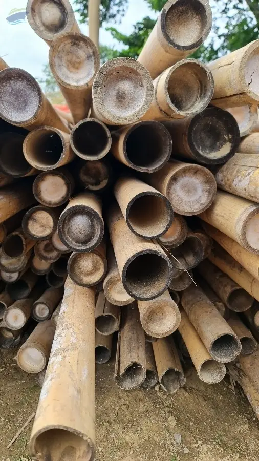 Bamboo Poles