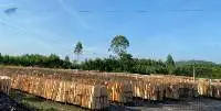 Eucalyptus core veneer