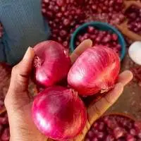 Onion
