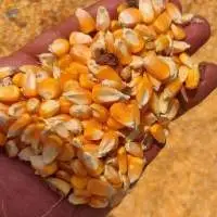 Yellow Maize