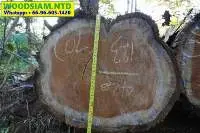 Teak Log