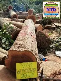 Log For Veneer Plywood