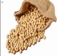 Non-gmo Soybean