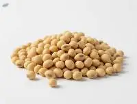 Soybean Seeds