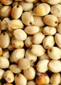 Sorghum