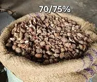 Betel Nuts Split 70 - 75%, 80 - 85% Good Cut