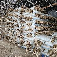 Export Grade Quality Palm Broom Sticks