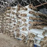 Export Grade Quality Palm Broom Sticks