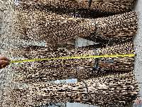 Premium & Export Grade Coconut Broom