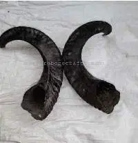 Natural Ram Horn