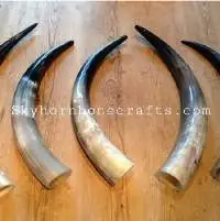 Polished Horn